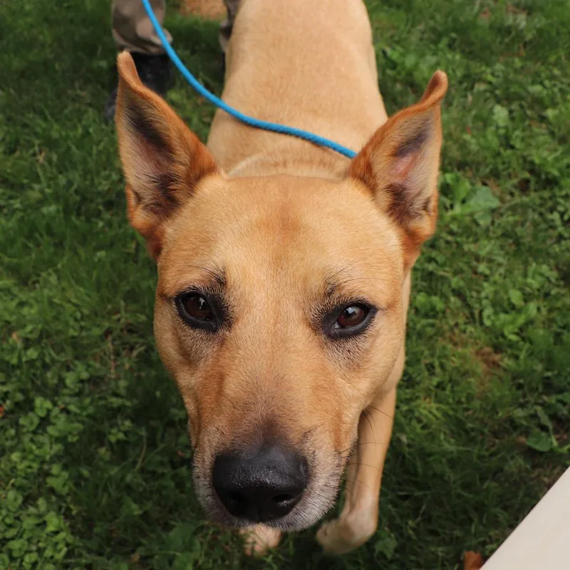 A senior medium-sized female Mixed Breed dog named Stella for adoption in Port Washington, NY