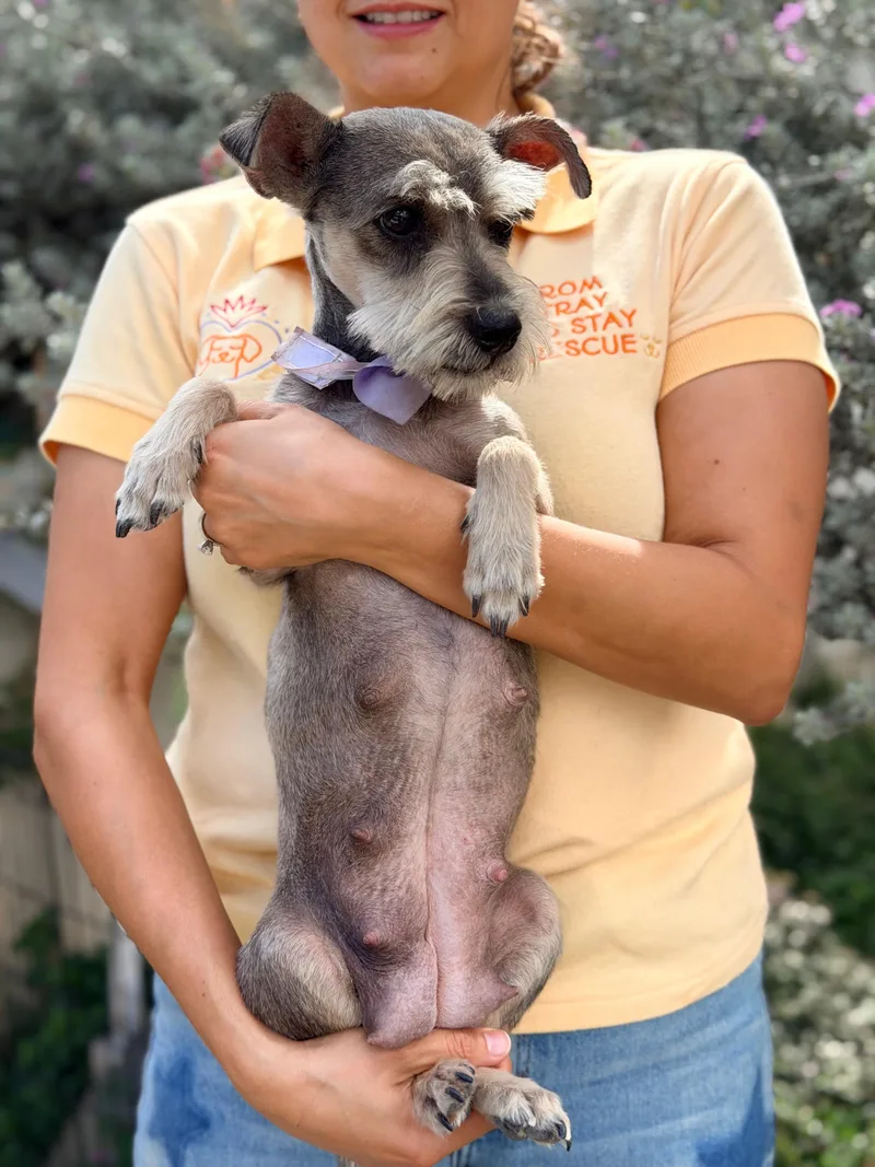 A young small-sized female Gray / Blue / Silver Wirehaired Terrier dog named Hashi for adoption in Manvel, TX