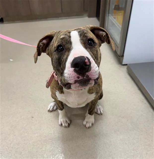 A young medium-sized female Pit Bull Terrier dog named Penny for adoption in Baytown, TX