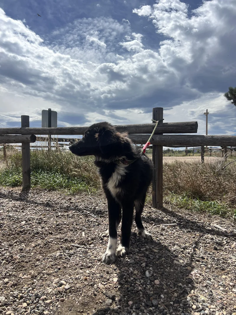 A young medium-sized female Border Collie dog named Kiwi for adoption in Fort Collins, CO