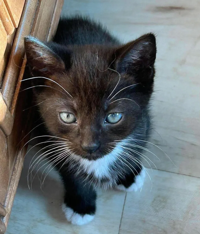 A baby large-sized male Black & White / Tuxedo Domestic Short Hair cat named Cole for adoption in Oakboro , NC