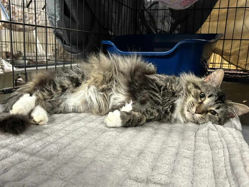 Jt Junior thumbnail 2