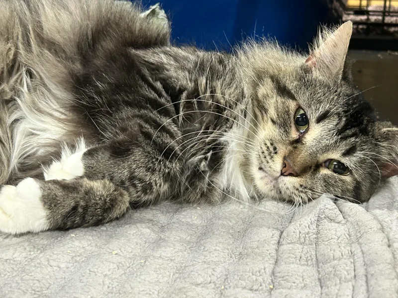 Jt Junior thumbnail 3