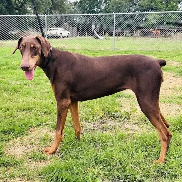 An adult large-sized female Doberman Pinscher dog named Priscilla for adoption in Wharton, TX