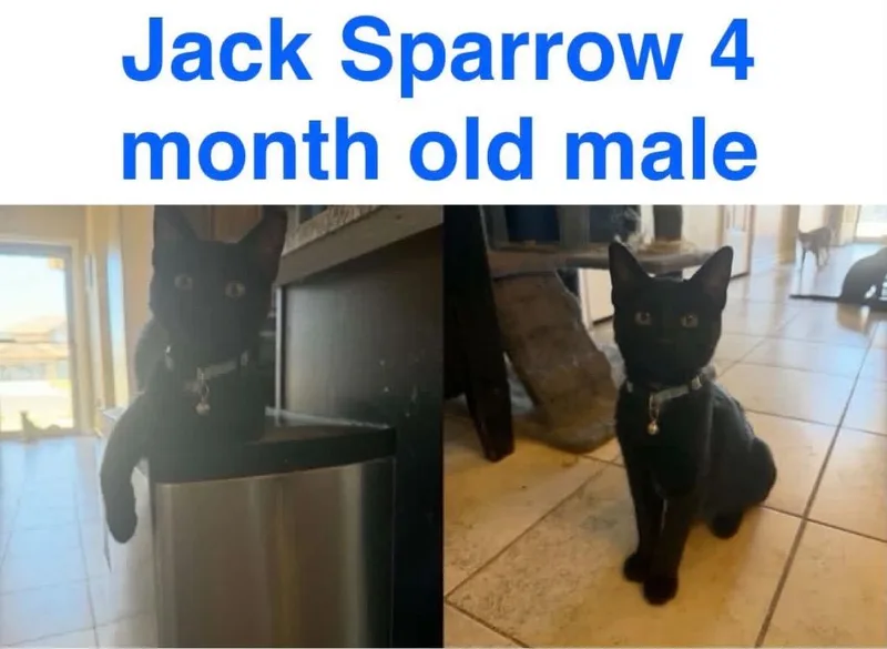 A baby small-sized male Domestic Short Hair cat named Jack Sparrow for adoption in Mustang, OK