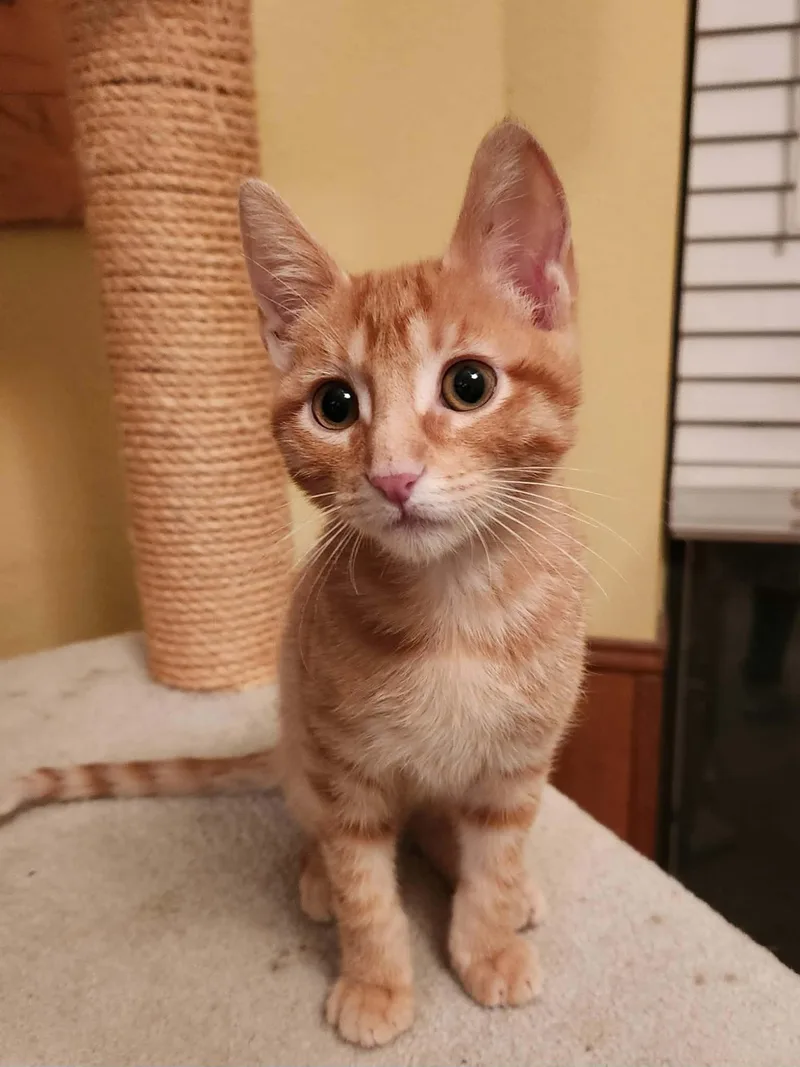 A young medium-sized male Domestic Short Hair cat named Lucky for adoption in Mansfield, TX