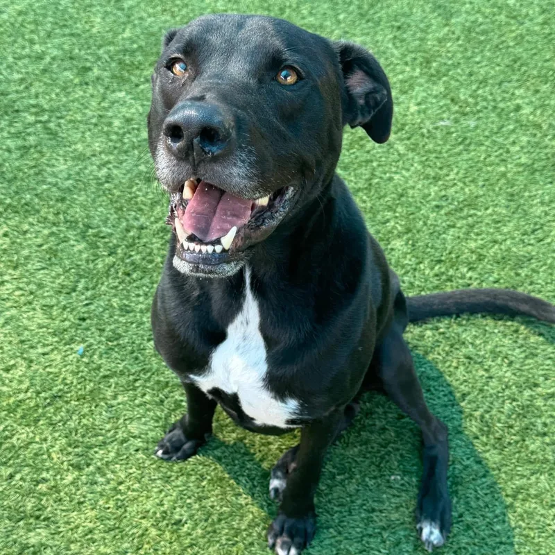 An adult large-sized male Labrador Retriever dog named Hondo for adoption in Krum, TX
