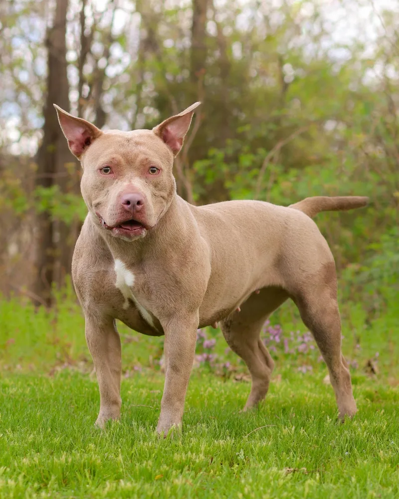 A young large-sized female Apricot / Beige Pit Bull Terrier dog named Gossamer for adoption in Bridgeport, CT