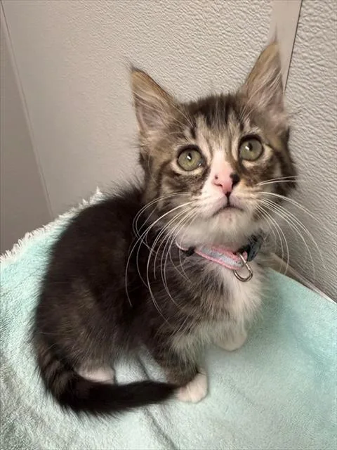A baby small-sized female Domestic Short Hair cat named Crystal for adoption in Leesburg, VA