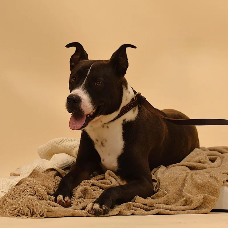 A young medium-sized male Black American Staffordshire Terrier dog named Ashton for adoption in Wharton, TX