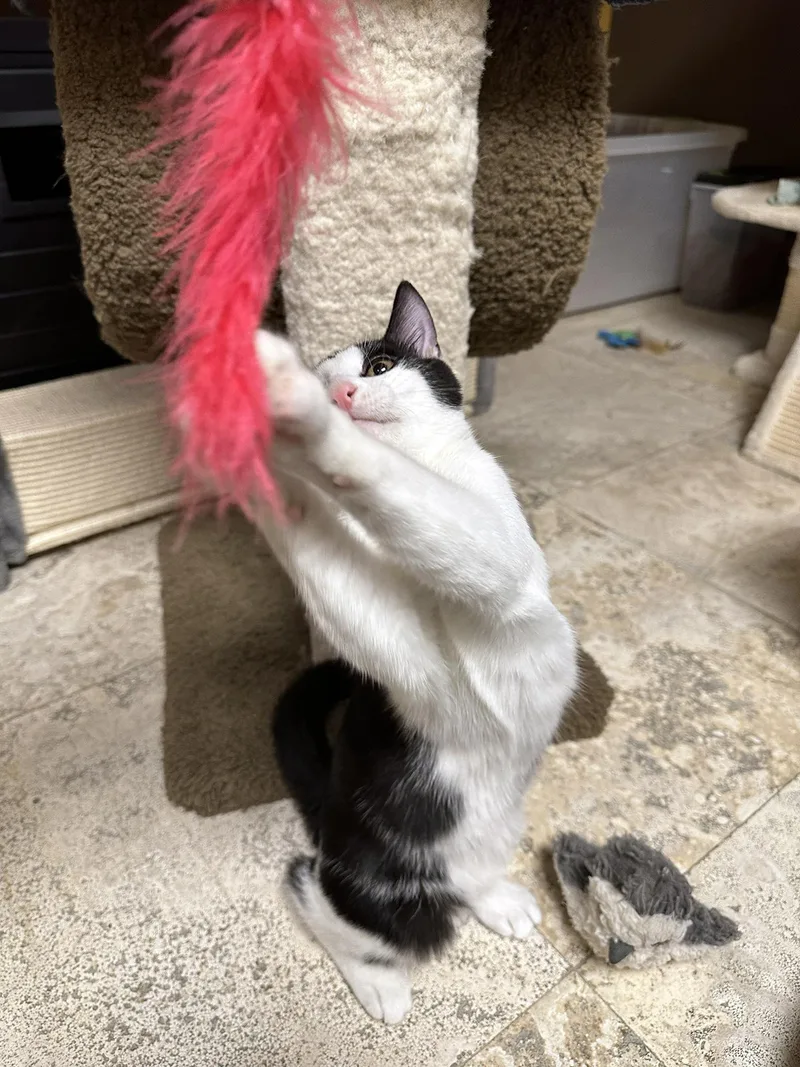 A baby medium-sized male Black & White / Tuxedo Domestic Short Hair cat named Billy Idol for adoption in Crystal Lake, IL