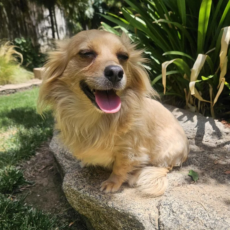 An adult small-sized male Yellow / Tan / Blond / Fawn Mixed Breed dog named Sparky for adoption in Fresno, CA