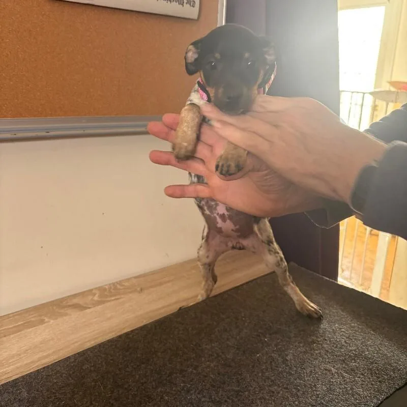 A young small-sized female Tricolor (Brown, Black, & White) Australian Cattle Dog / Blue Heeler dog named Nina for adoption in Partlow, VA