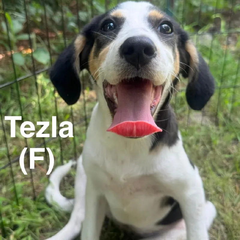 Tezla
