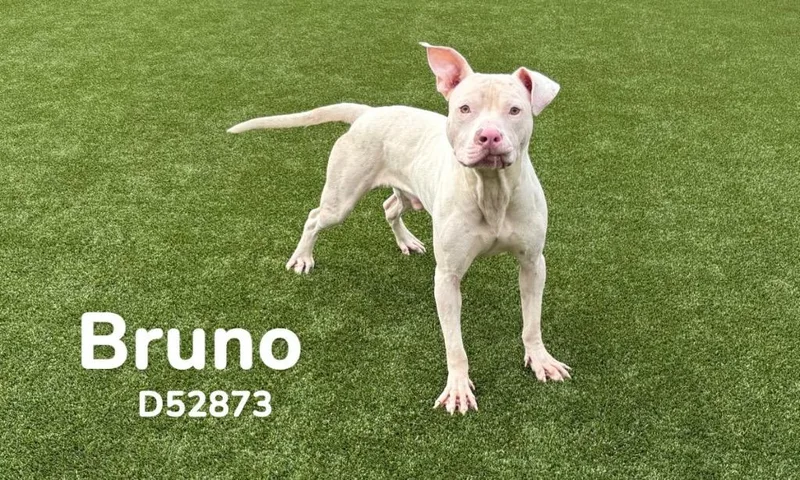 An adult medium-sized male Staffordshire Bull Terrier dog named Bruno for adoption in Clarksville, TN