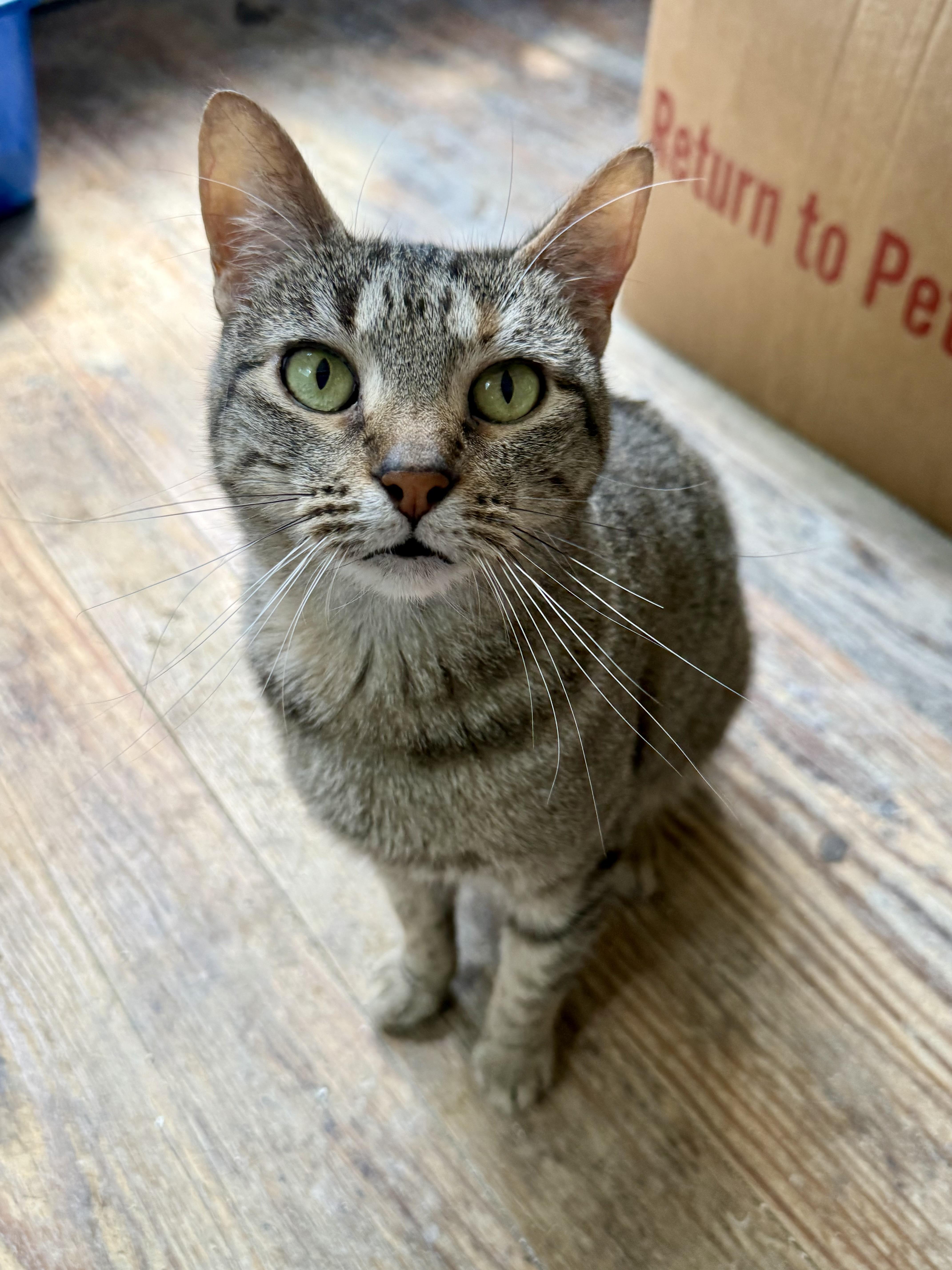 An adult medium-sized female Tabby (Brown / Chocolate) Domestic Short Hair cat named Lady for adoption in Shreveport, LA