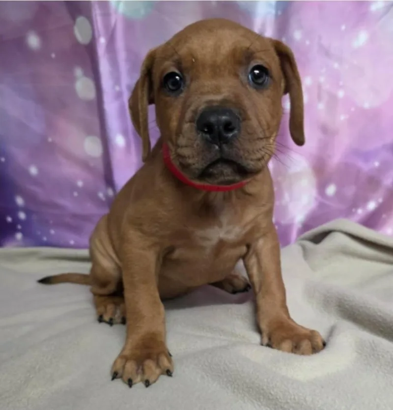 A baby large-sized male Pit Bull Terrier dog named Koa for adoption in Sedalia, CO