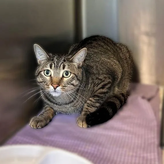 A young large-sized female Brown / Chocolate Domestic Short Hair cat named Pineapple Orange for adoption in Davenport, IA