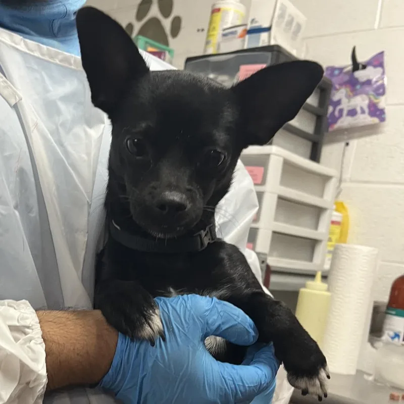 A young small-sized male Mixed Breed dog named Freako Niko for adoption in Edinburg, TX