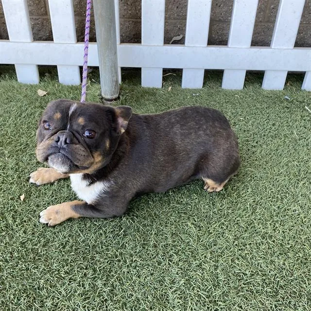 An adult small-sized male French Bulldog dog named A for adoption in Modesto, CA