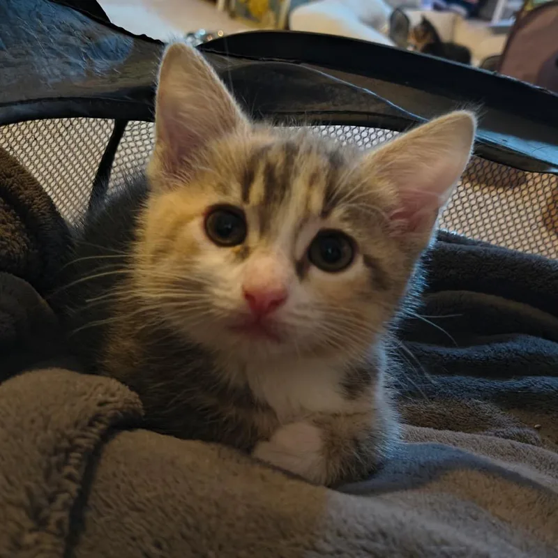 A baby small-sized female Torbie Domestic Short Hair cat named Petal Cappuccino for adoption in Columbia, MO