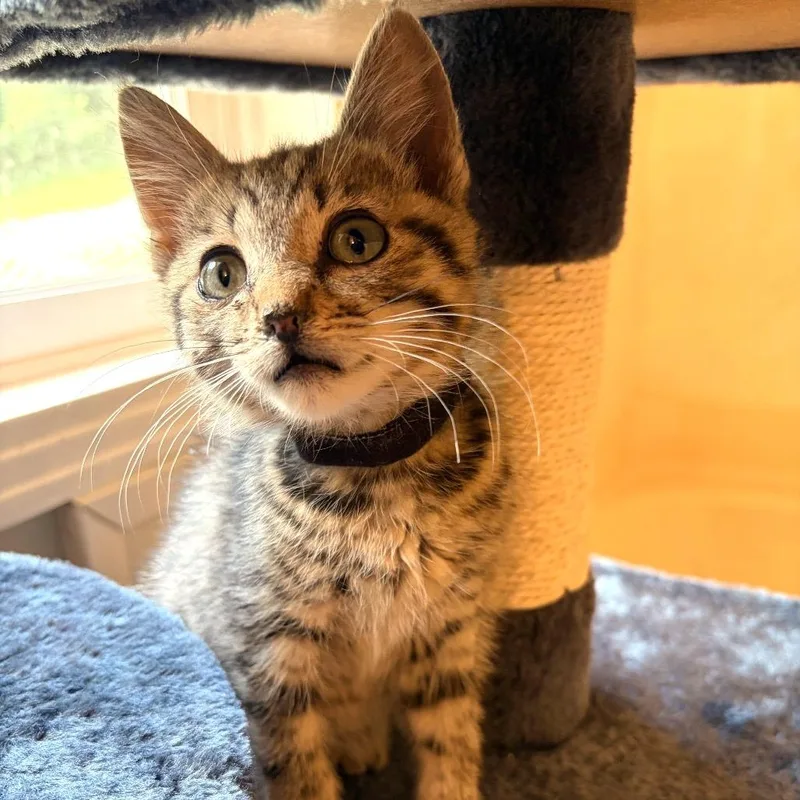A baby small-sized female Brown / Chocolate Domestic Short Hair cat named Blake for adoption in Brownsboro, AL