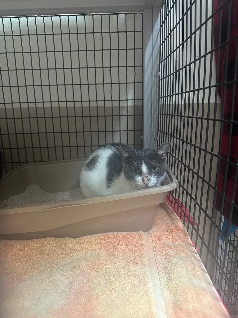 A young small-sized female Domestic Short Hair cat named Emerald for adoption in El Paso, TX