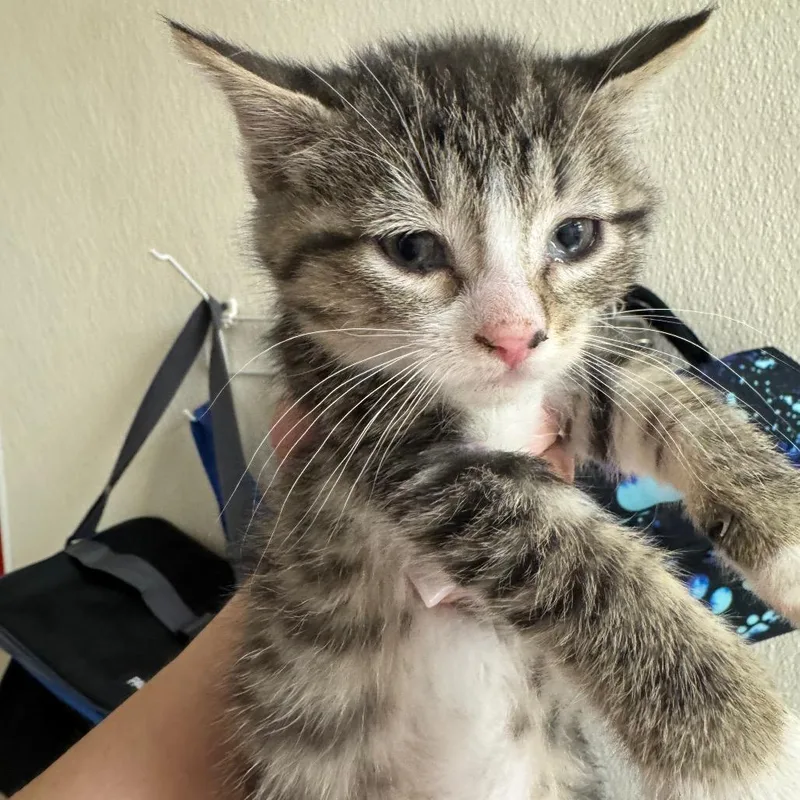 A baby small-sized male Brown / Chocolate Domestic Short Hair cat named Green Grape for adoption in Pekin, IL