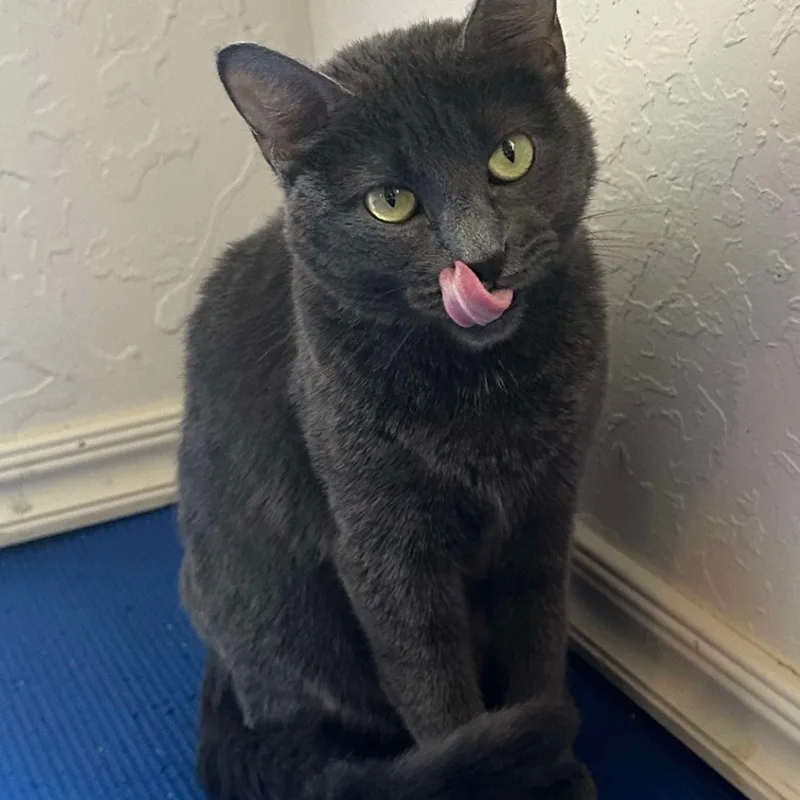 A young medium-sized female Gray / Blue / Silver Domestic Short Hair cat named Dawn for adoption in Warr Acres, OK