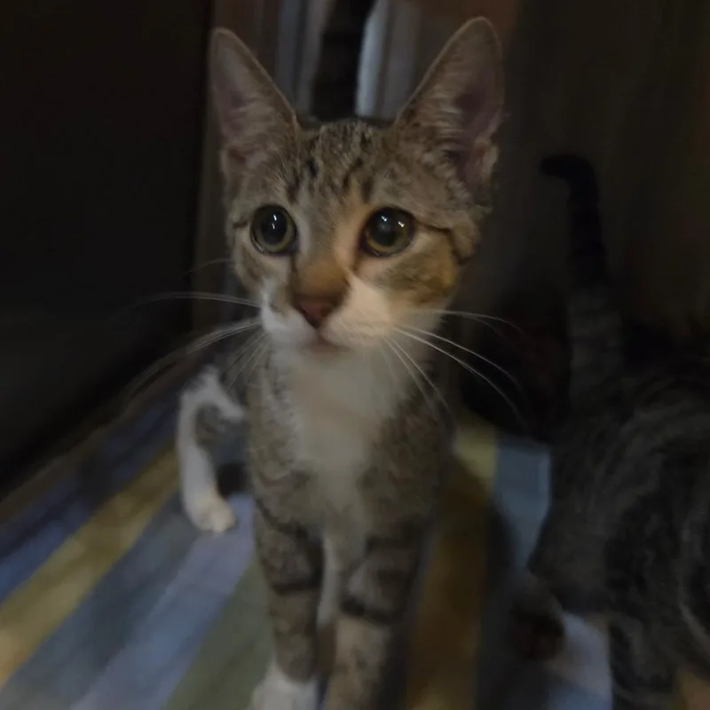 A baby small-sized female Brown / Chocolate Domestic Short Hair cat named Naomi for adoption in Jessup, MD