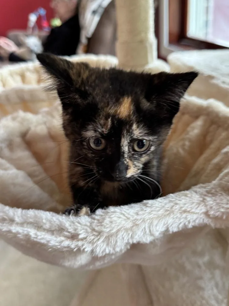 A baby medium-sized female Domestic Short Hair cat named Shiitake for adoption in Clinton Township, MI