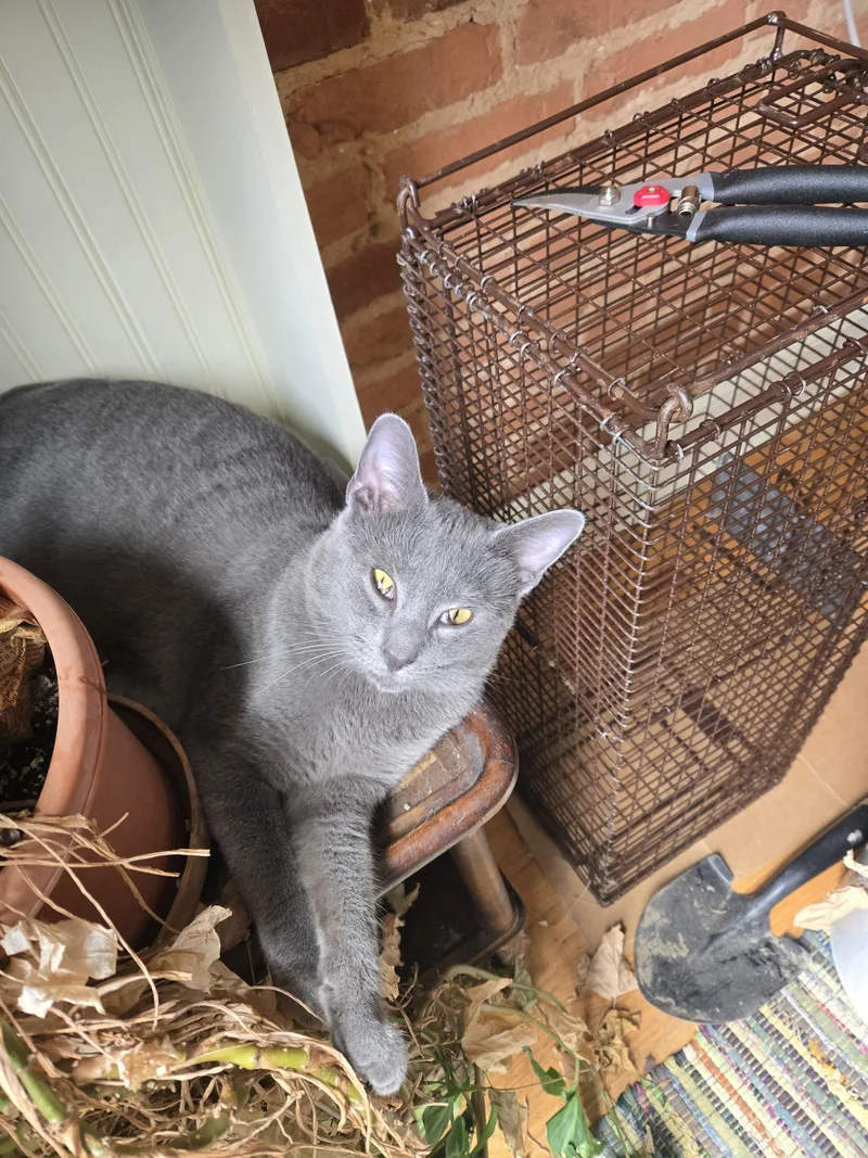 A young medium-sized male Gray / Blue / Silver Domestic Short Hair cat named Simon for adoption in Baltimore, MD