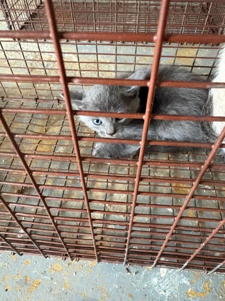 A baby small-sized male Domestic Short Hair cat named Marvel for adoption in Brownwood, TX