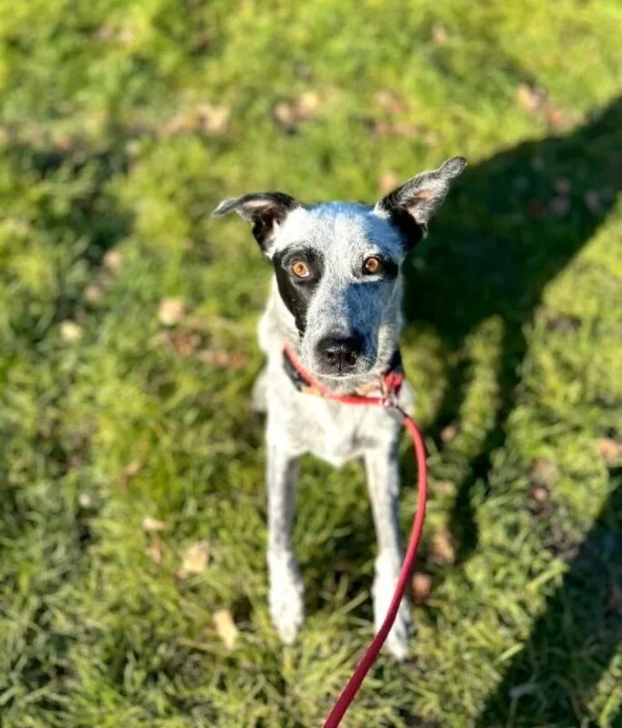 An adult medium-sized male White / Cream Australian Cattle Dog / Blue Heeler dog named Russ for adoption in renton, WA