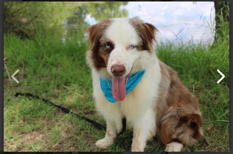 A young medium-sized male Australian Shepherd dog named Bevo for adoption in Dallas, TX