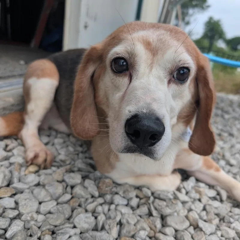 A senior small-sized male White / Cream Beagle dog named Harold for adoption in Nowata, OK