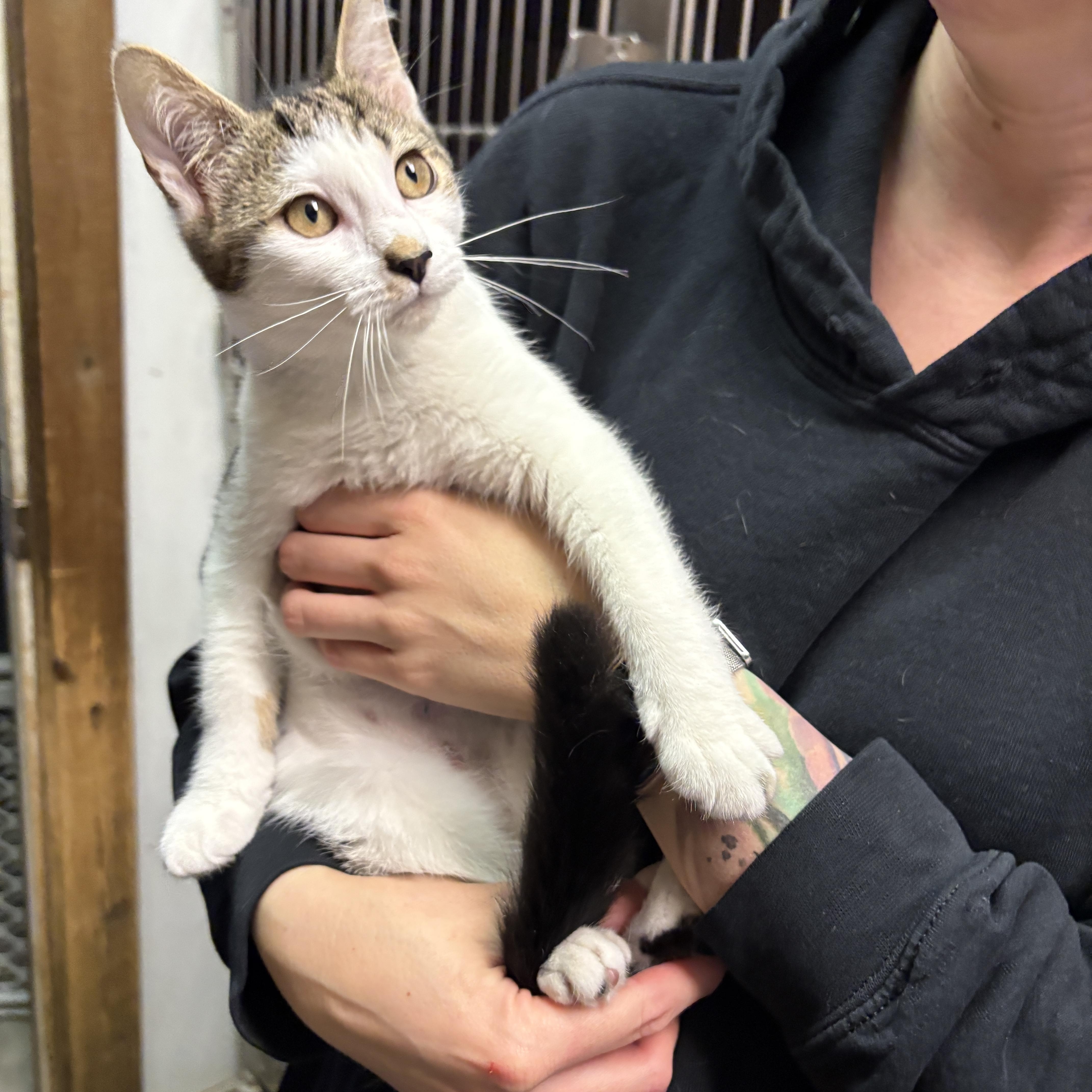 A baby medium-sized female White Domestic Short Hair cat named Ella for adoption in Beacon, NY