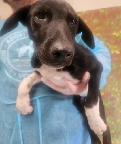 A young small-sized male Shepherd dog named Wilbur for adoption in San Antonio, TX