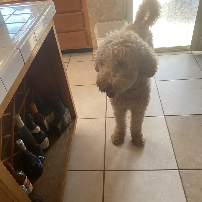 A young medium-sized male Golden Goldendoodle dog named Koa for adoption in Moreno Valley, CA