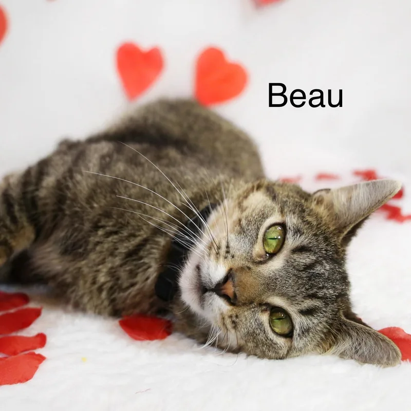 A young medium-sized male Tabby (Brown / Chocolate) Domestic Short Hair cat named Beau for adoption in Menasha, WI
