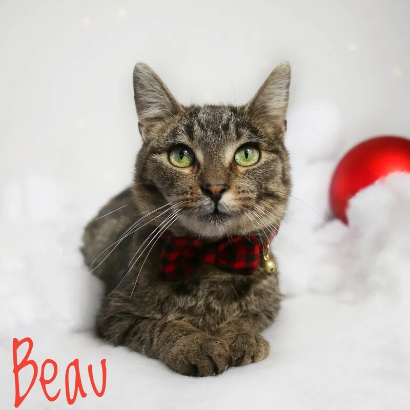 Beau thumbnail 2