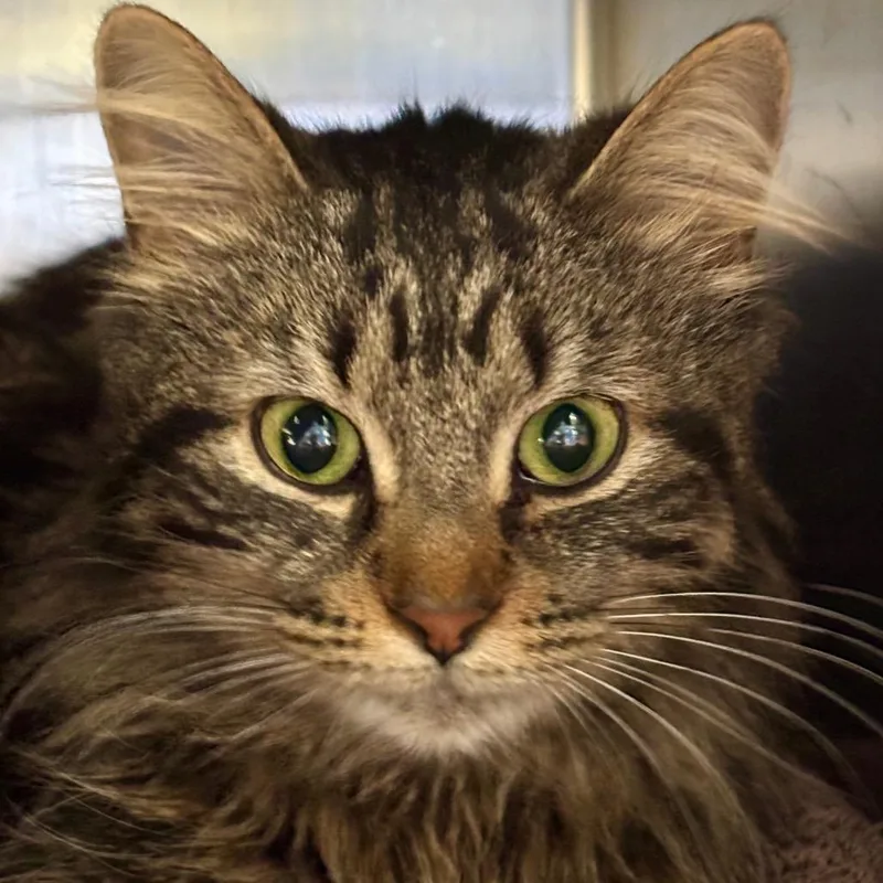 A young medium-sized female Brown / Chocolate Domestic Short Hair cat named Cinnamon for adoption in Grand Rapids, MI