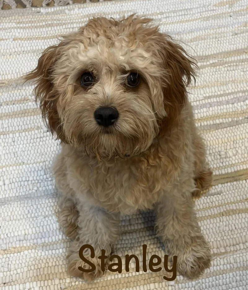 Stanley  MN