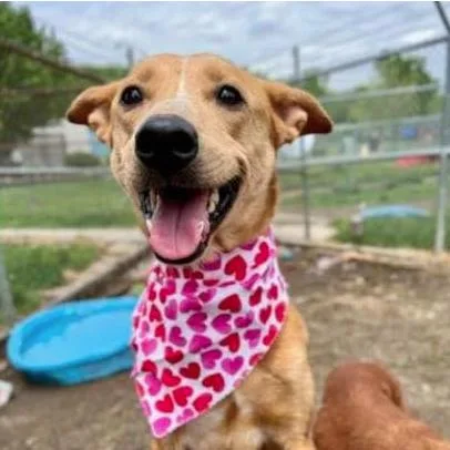 A senior medium-sized female Mixed Breed dog named Sabrina for adoption in Indianapolis, IN