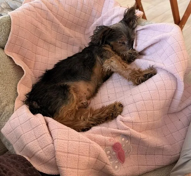 A senior small-sized male Apricot / Beige Yorkshire Terrier dog named Bentley for adoption in Holland, MI