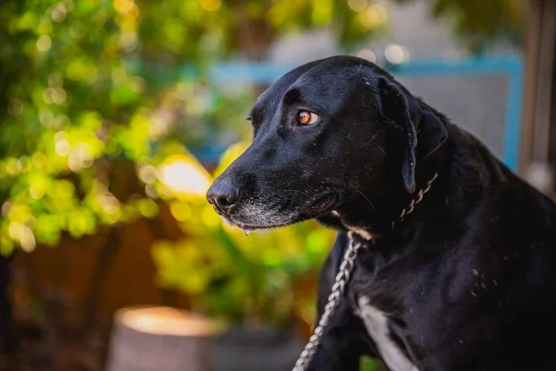 An adult large-sized female Labrador Retriever dog named Clover for adoption in Anacortes, WA