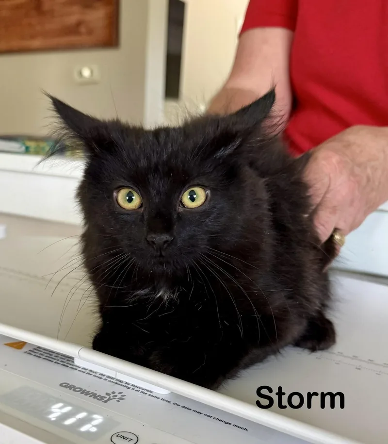 Storm