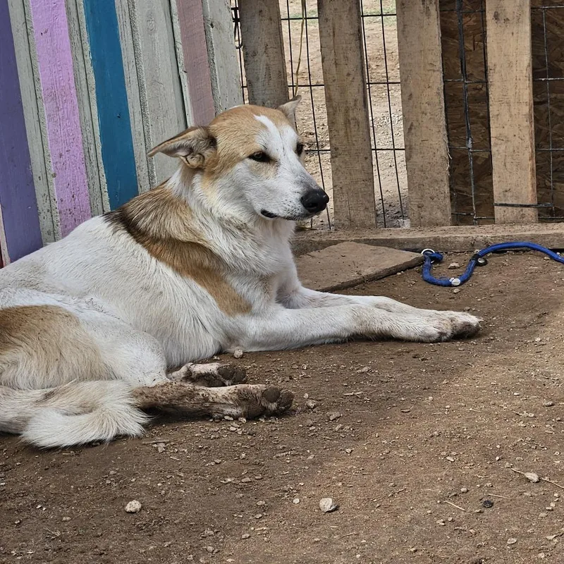 A young small-sized female White / Cream Anatolian Shepherd dog named Shania for adoption in Odessa, TX