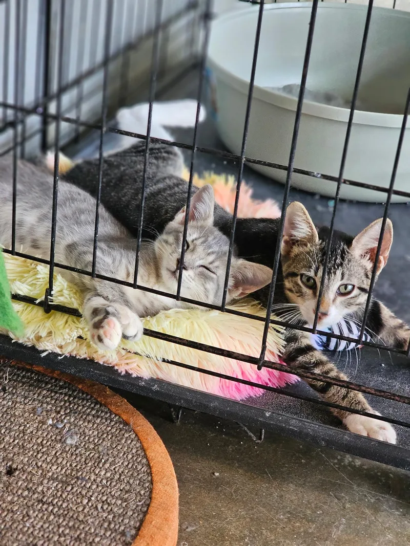 A young medium-sized male American Shorthair cat named Leo for adoption in Greensboro, AL