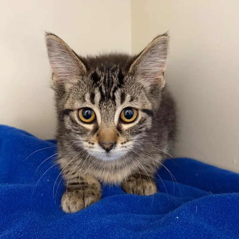 A baby small-sized female Gray / Blue / Silver Domestic Short Hair cat named Frenchy for adoption in Cody, WY